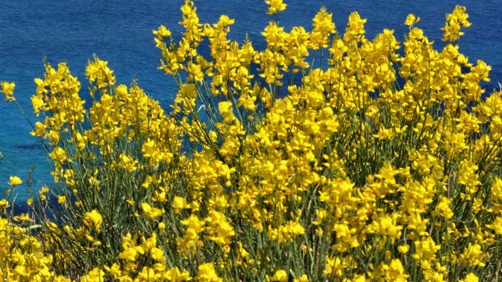 Spanish broom flowers.