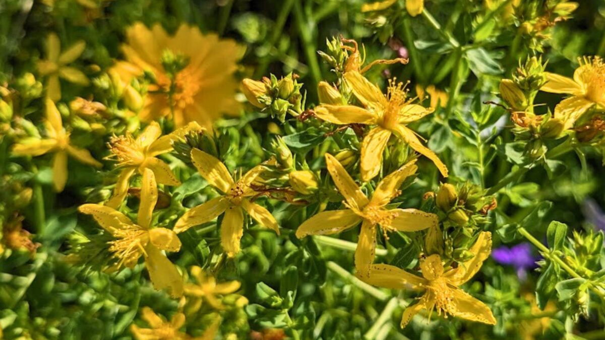 St. John's wort flowers.