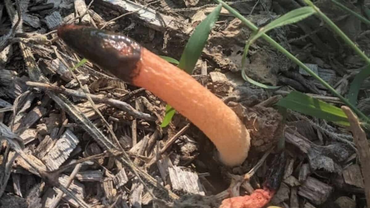 stinkhorn mushroom.