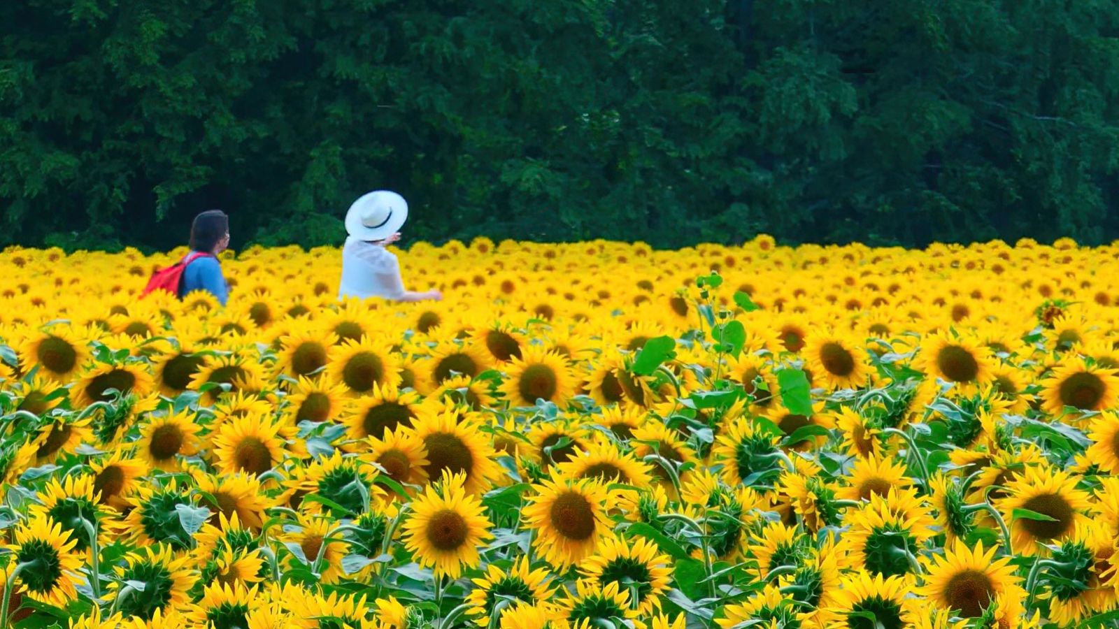 two people waling through a sunflower field.