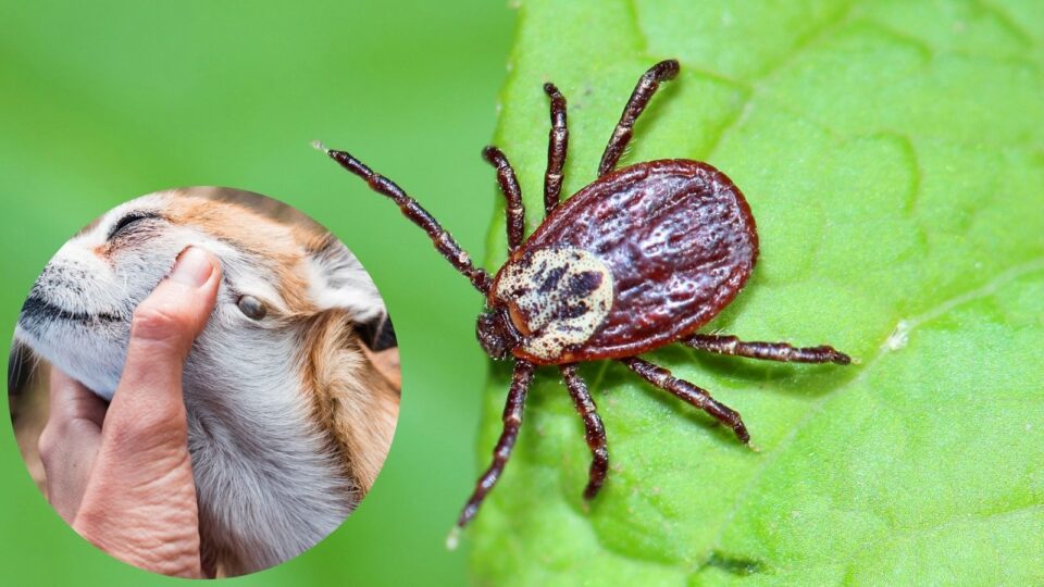 Ticks Digging In How To Get Rid Of Ticks In The Yard