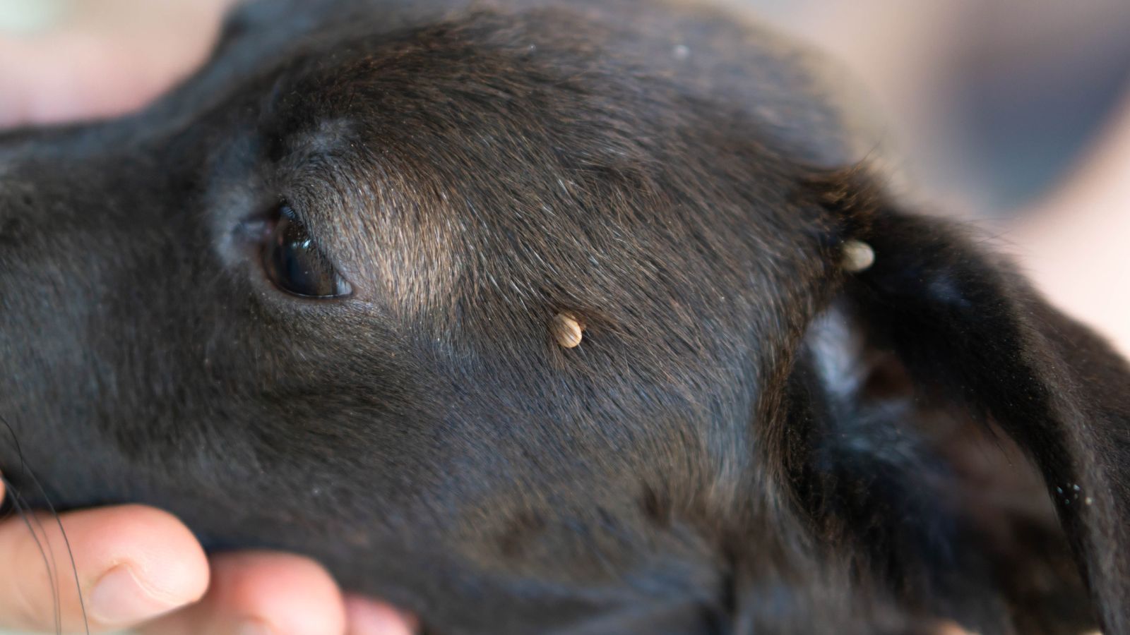 a tick implanted on a black dog's face. 