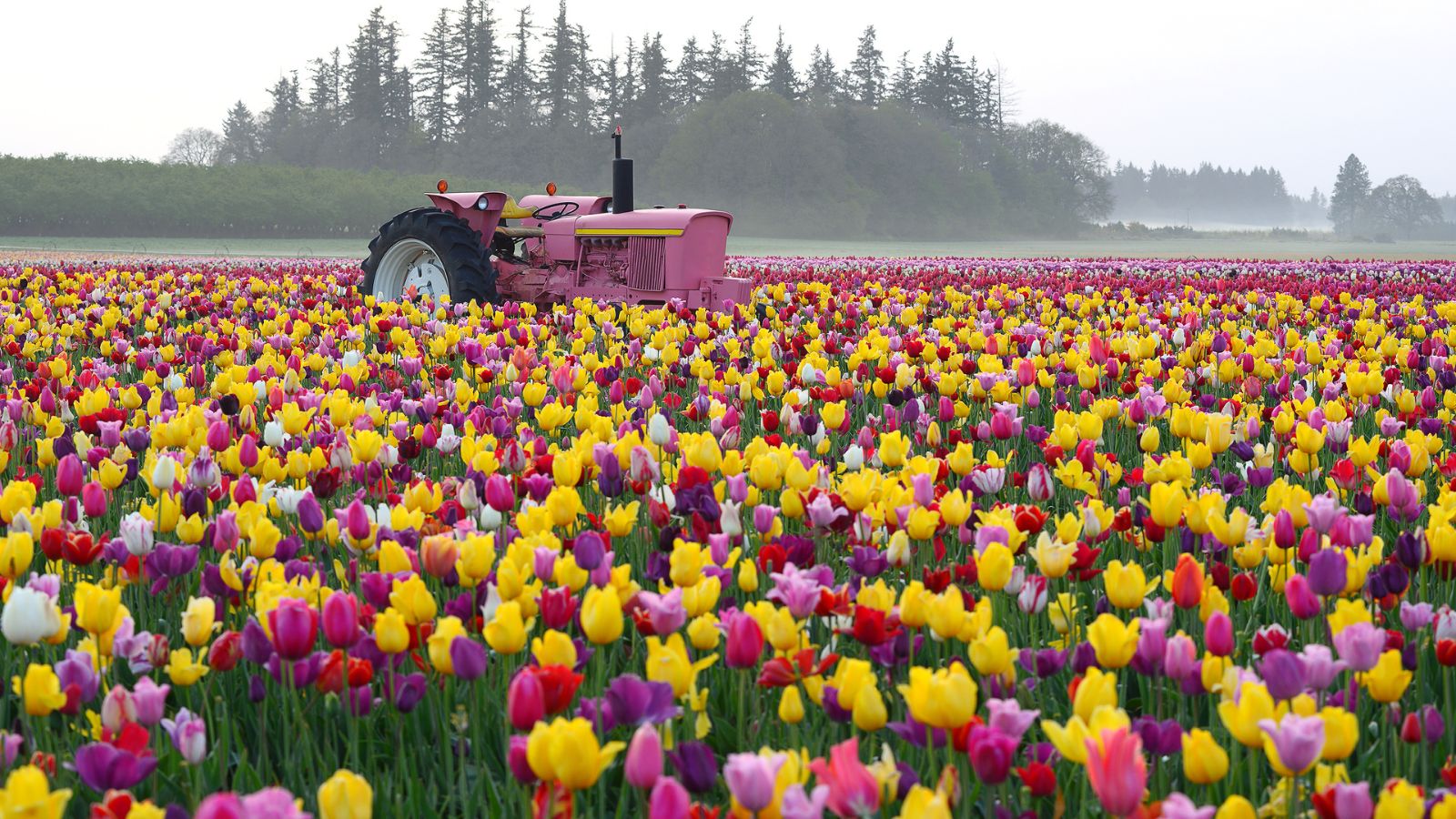 colorful tulip flower field.