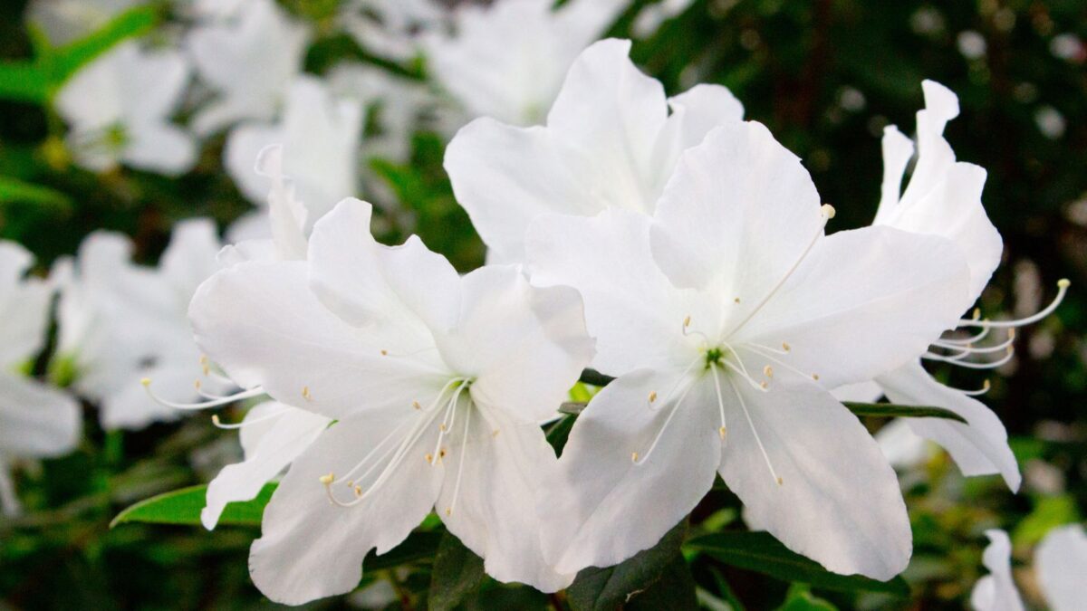 white azalea flowers