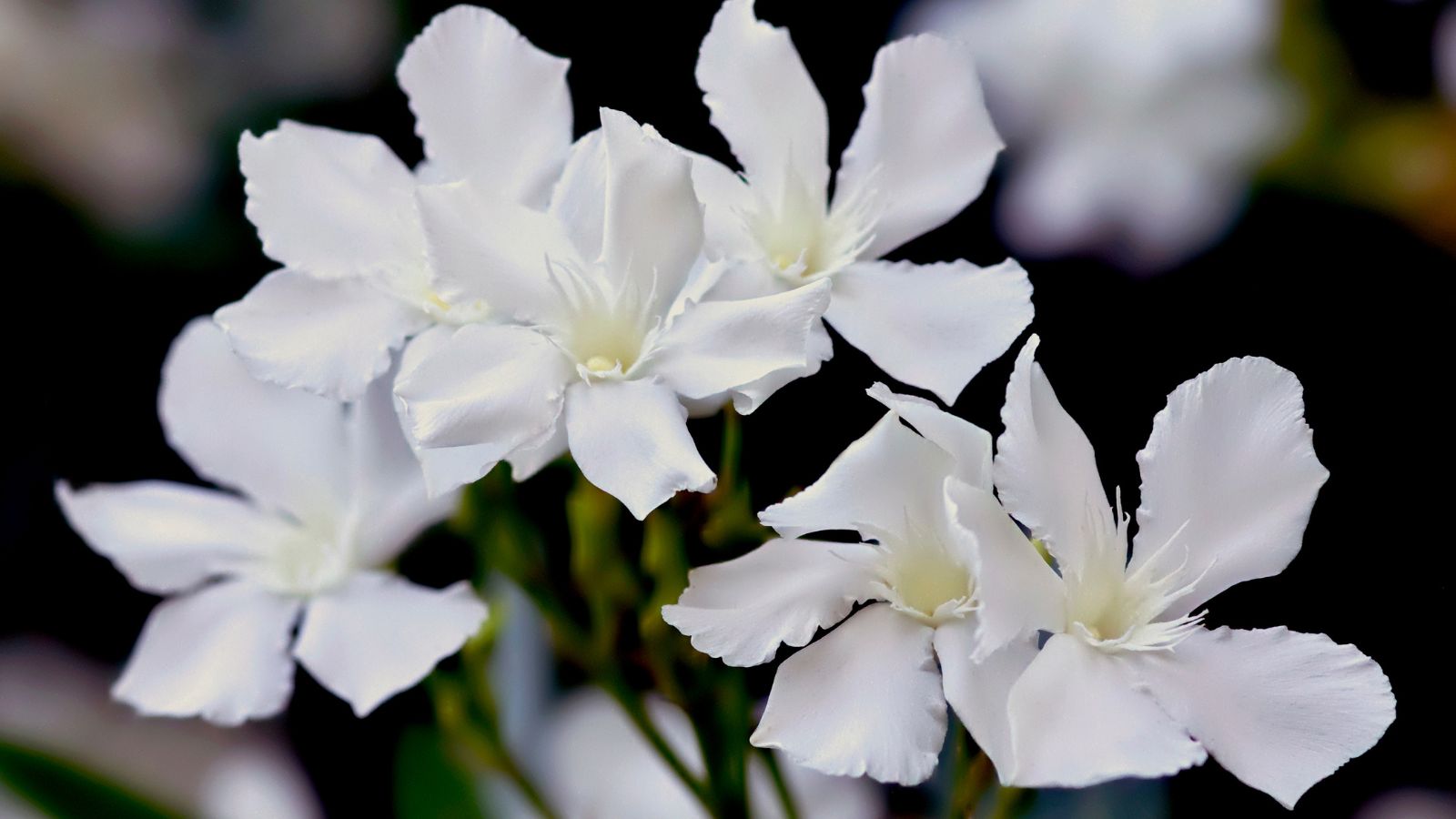 White oleander flowers.