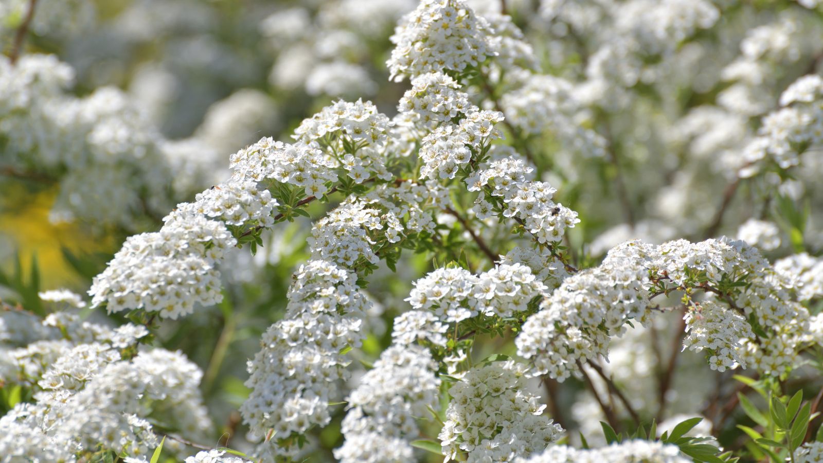 white spirea flowers.