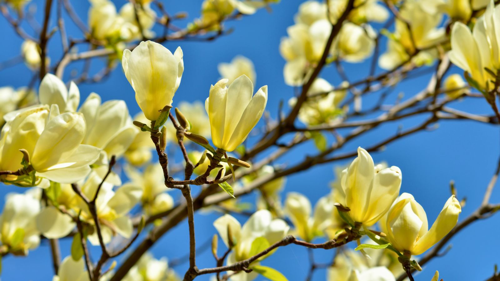 yellow bird magnolia