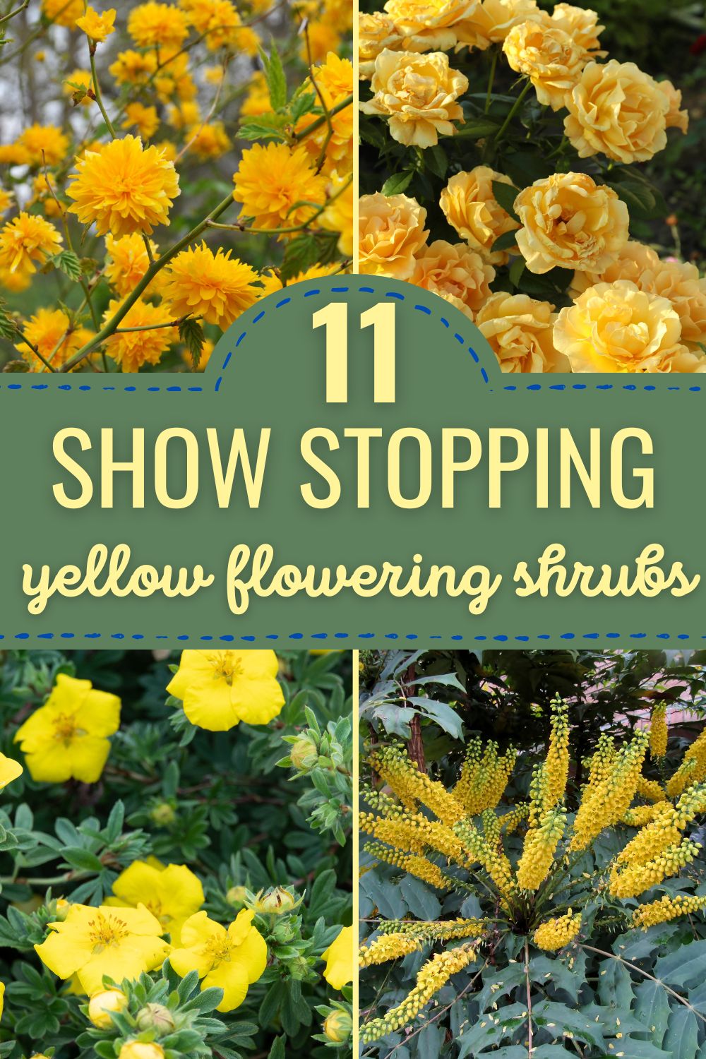 11 show-stopping yellow flowering shrubs.