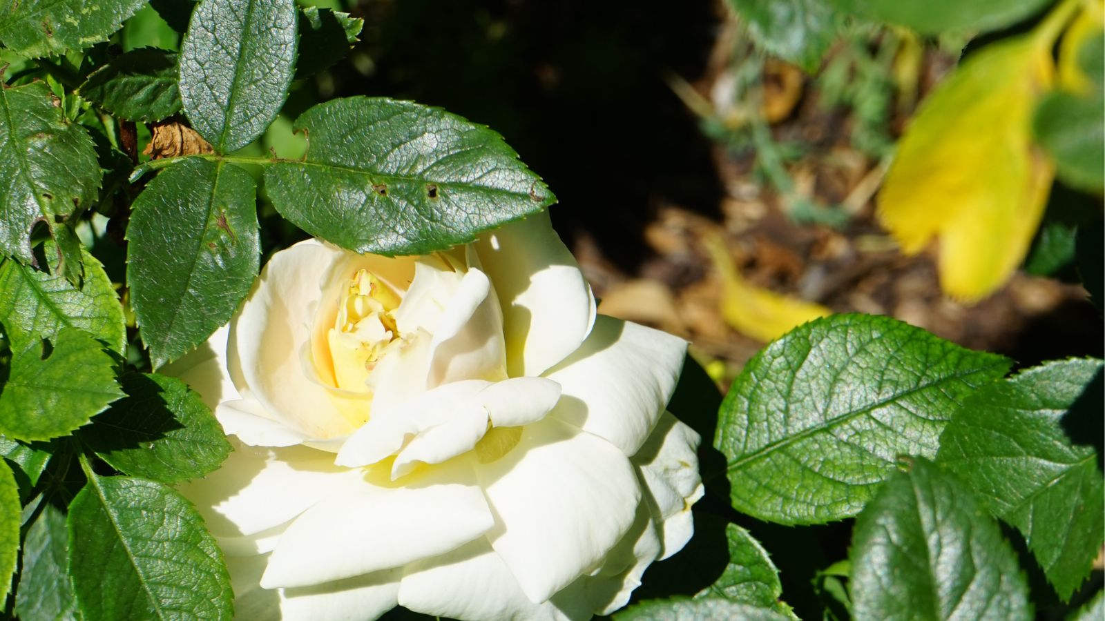 Why Are My Rose Leaves Turning Yellow? 7 Reasons & Simple Solutions