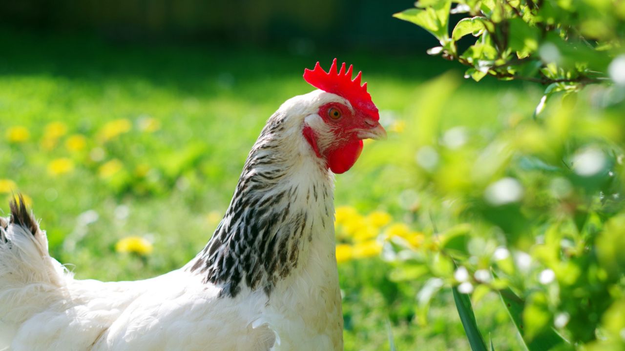 A light sussex hen, free range, in a field on a sunny day.