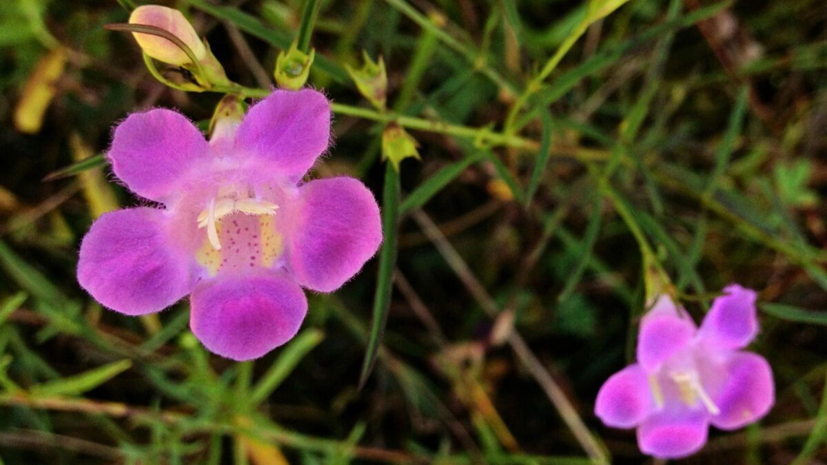 Agalinis purpurea - purple false foxglove. 