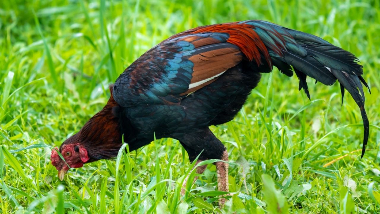 Asil or Aseel is an Indian breed or group of breeds of game chicken. It is distributed in much of India, particularly in the states of Tamil Nadu, Andhra Pradesh, Chhattisgarh and Odisha.