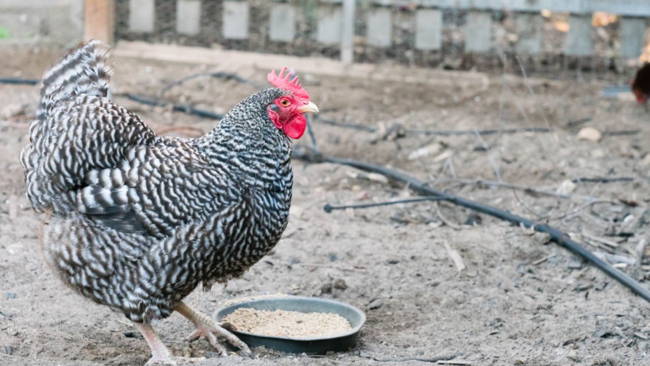 Barred rock chicken eating grain in backyard chicken run.