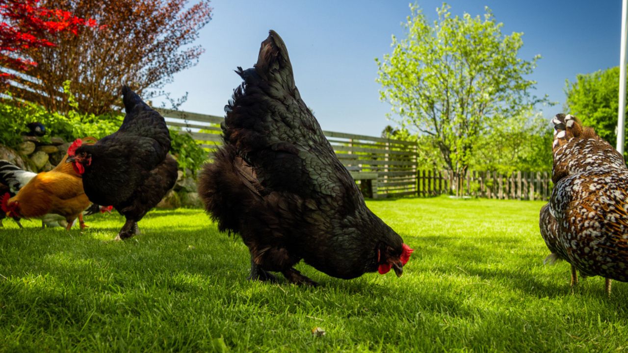 Black Croad Langshan chickens free range grazing on a lawn under the bare blue sky