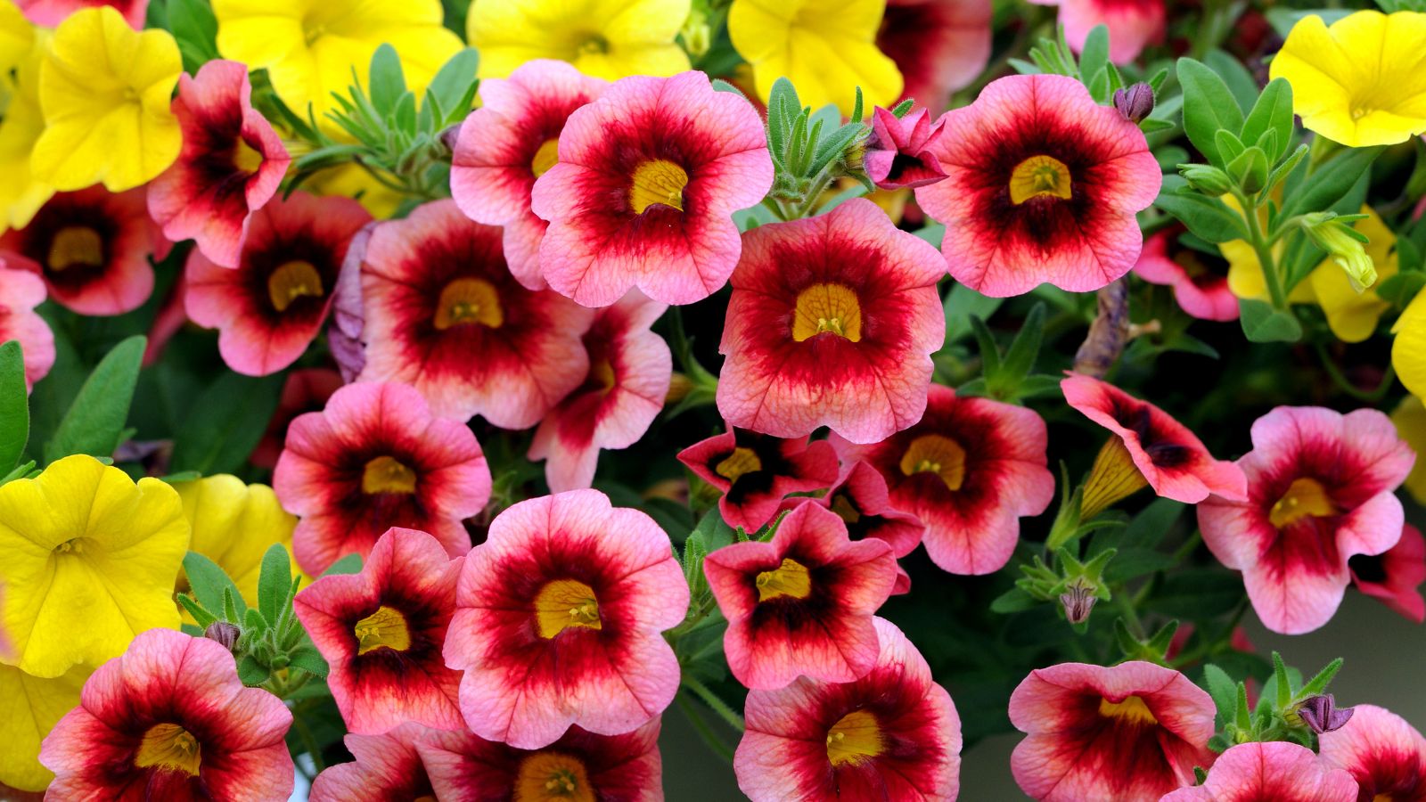 Calibrachoa flowers in shades of pink.