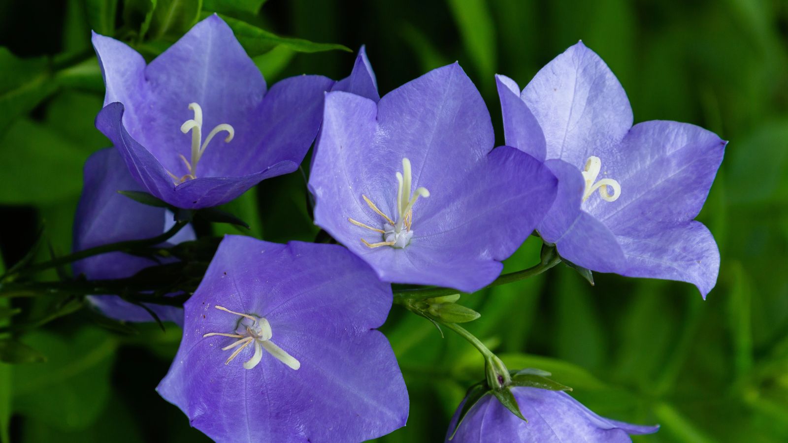 Campanula americana - bellflowers