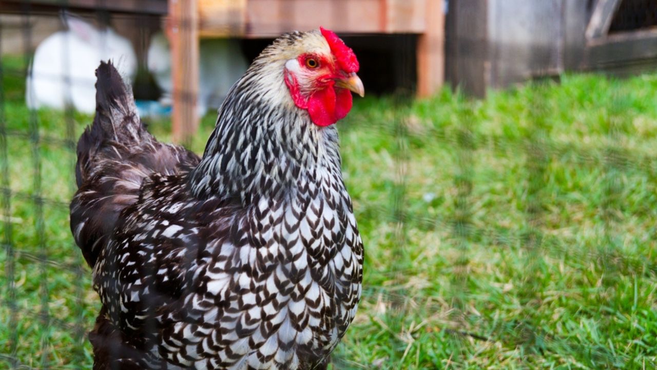Daylight View of Patterned Chicken in Rural Tennessee Coop. Plymouth Rock Chicken
