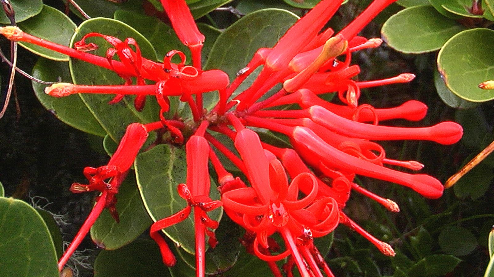 Embothrium coccineum - red flowering bush. 