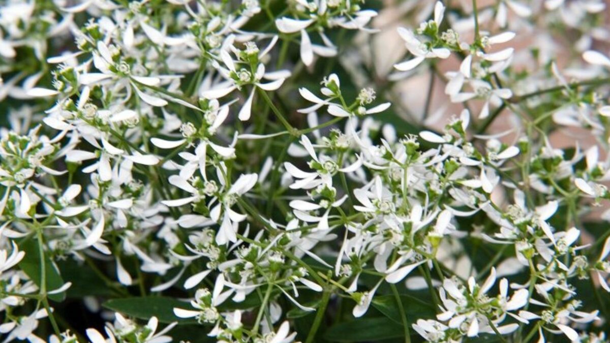 Euphorbia hypericifolia.