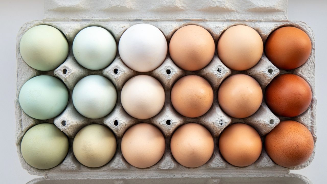 Lot of different color chicken eggs arranged by color on paper egg box. All sorts of colors blue, green, white, beige, brown. From natural organic farm. Minimal above view.