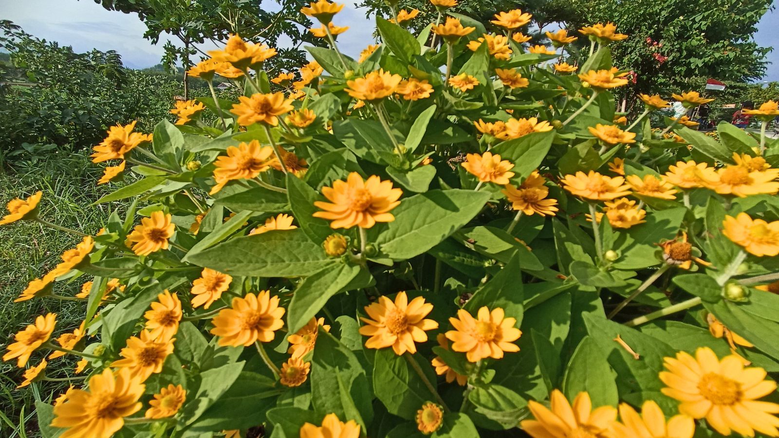 Melampodium divaricatum - butter daisy flowers.