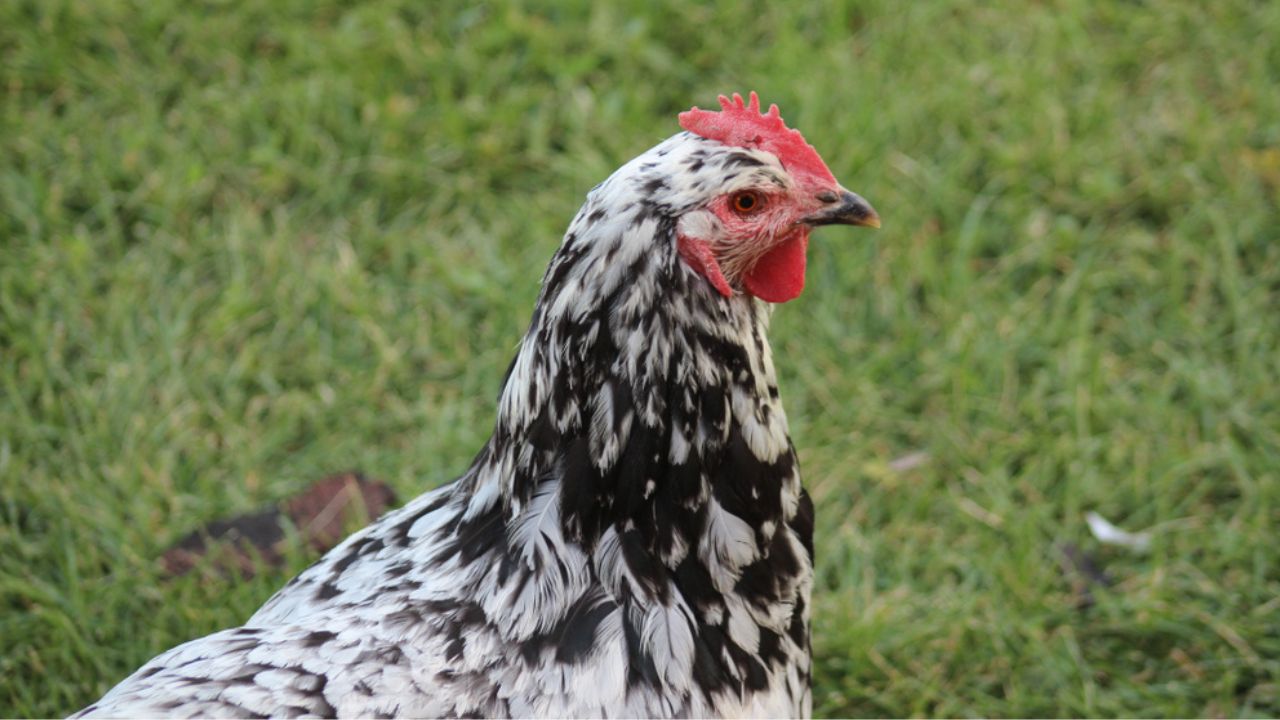 Mottled Java Backyard Urban Farm Chicken