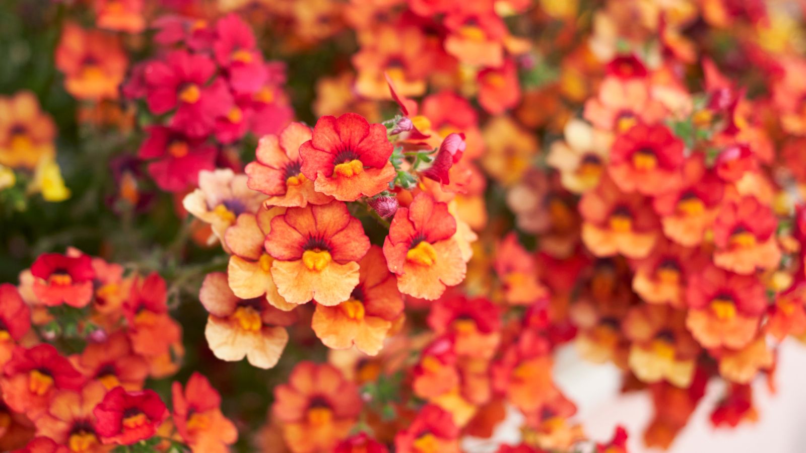 warm colored Nemesia strumosa flowers.