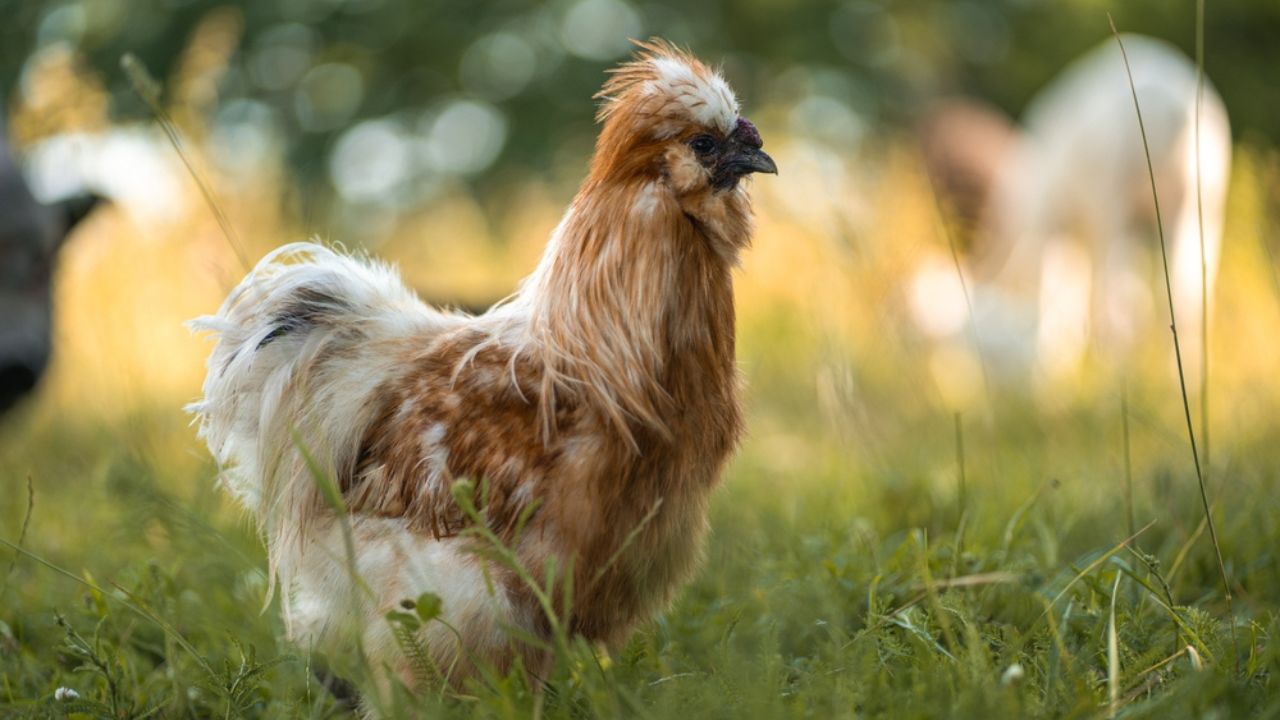 Rare breed of fluffy silky chicken walking on green summer grass of alpaca eco farm