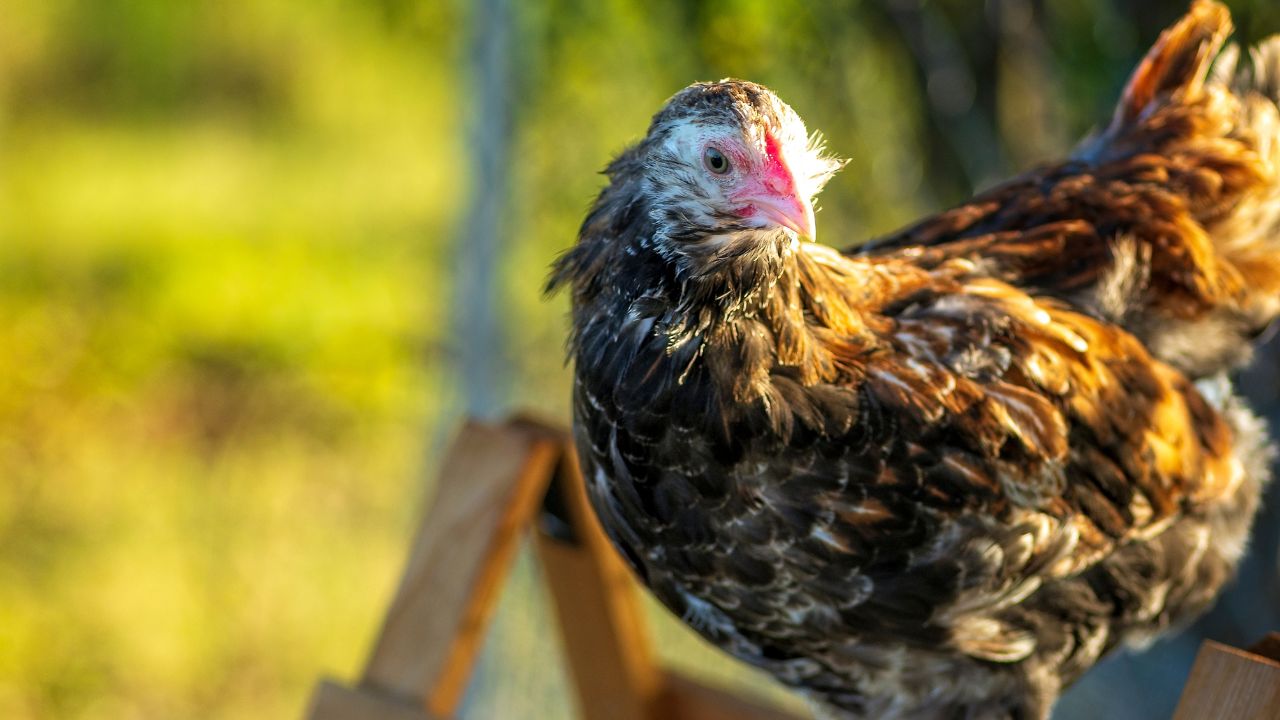 Salmon Faverolle hen on top of perch looking to her left.