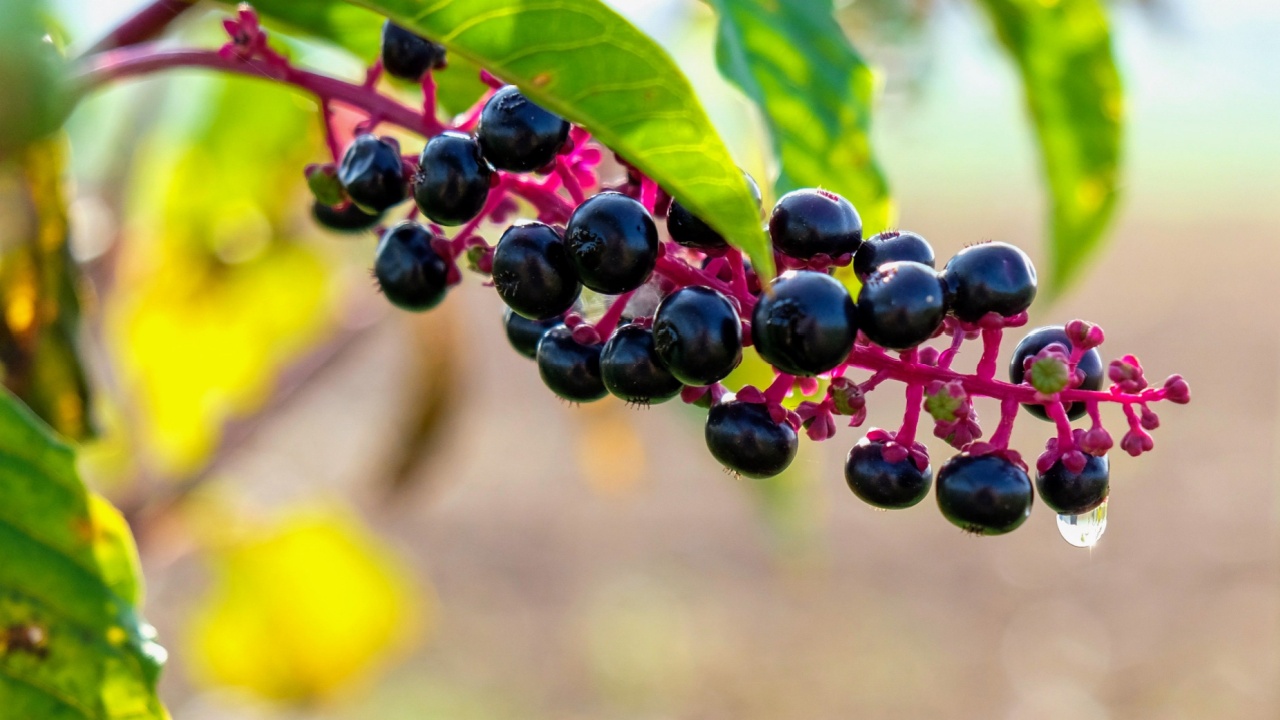 Close up of ripe pokeweed berries in late summer in Raleigh North Carolina