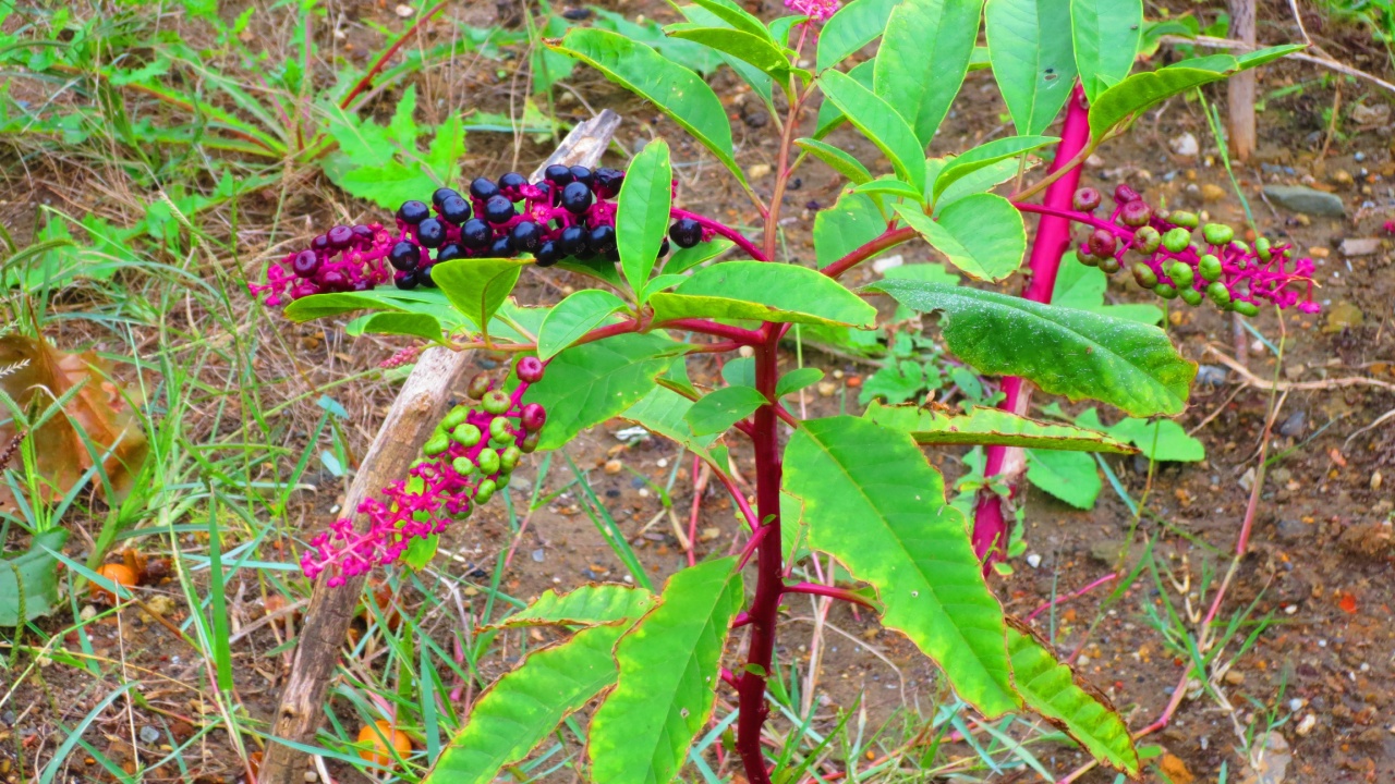 American Pokeweed (Latin Name: Phytolacca Americana): Mature stalks, which are red or purplish in colour, are, like the roots, poisonous. Leaves and very young shoots can be edible