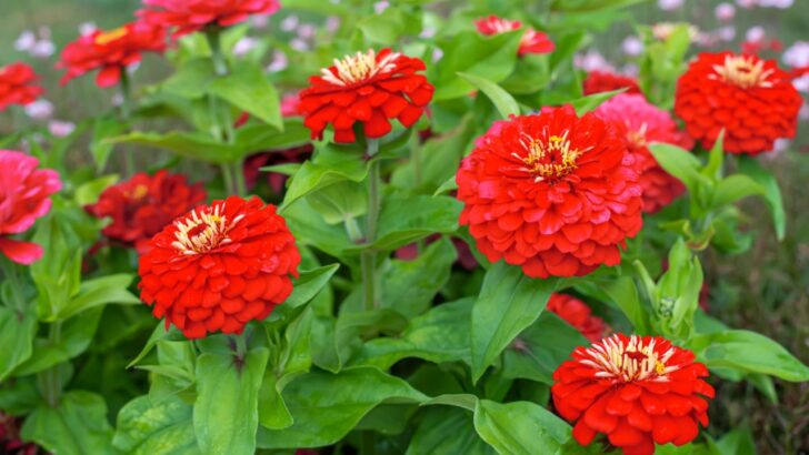Add a Pop of Color with These Showy Annual Red Flowers