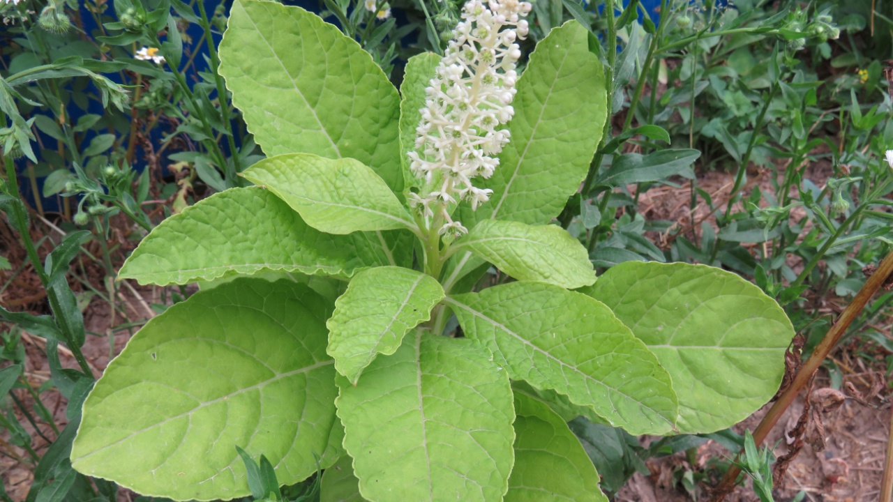 Pokeweed or phytolacca (lat. Phytolacca americana) - American weeds (pokeberry)