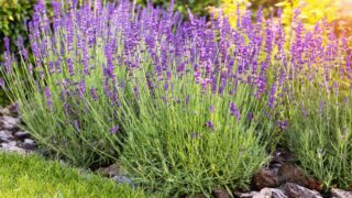 Purple lavender bushes grow on a flower bed in the garden on a sunny summer day