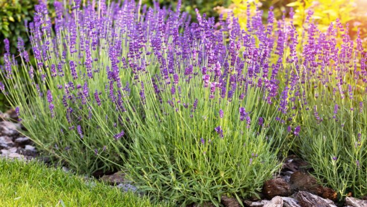 15 Creative Ideas For Landscaping with Lavender