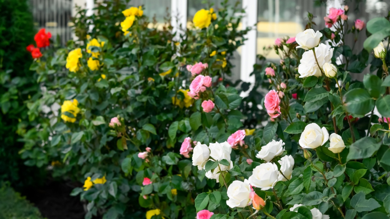 Bushes with colorful beautiful roses outdoors on summer day