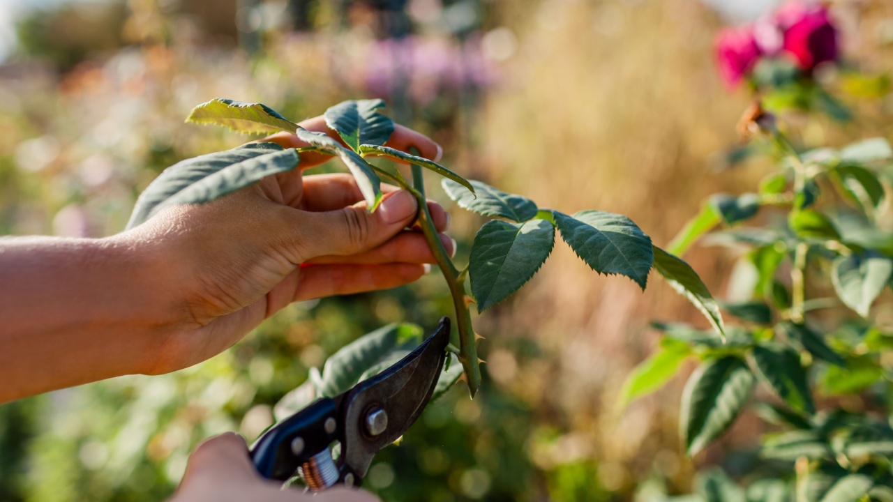 Propagation of roses. Gardener holding rose stem cutting in summer garden. Plant reproduction using pruner.