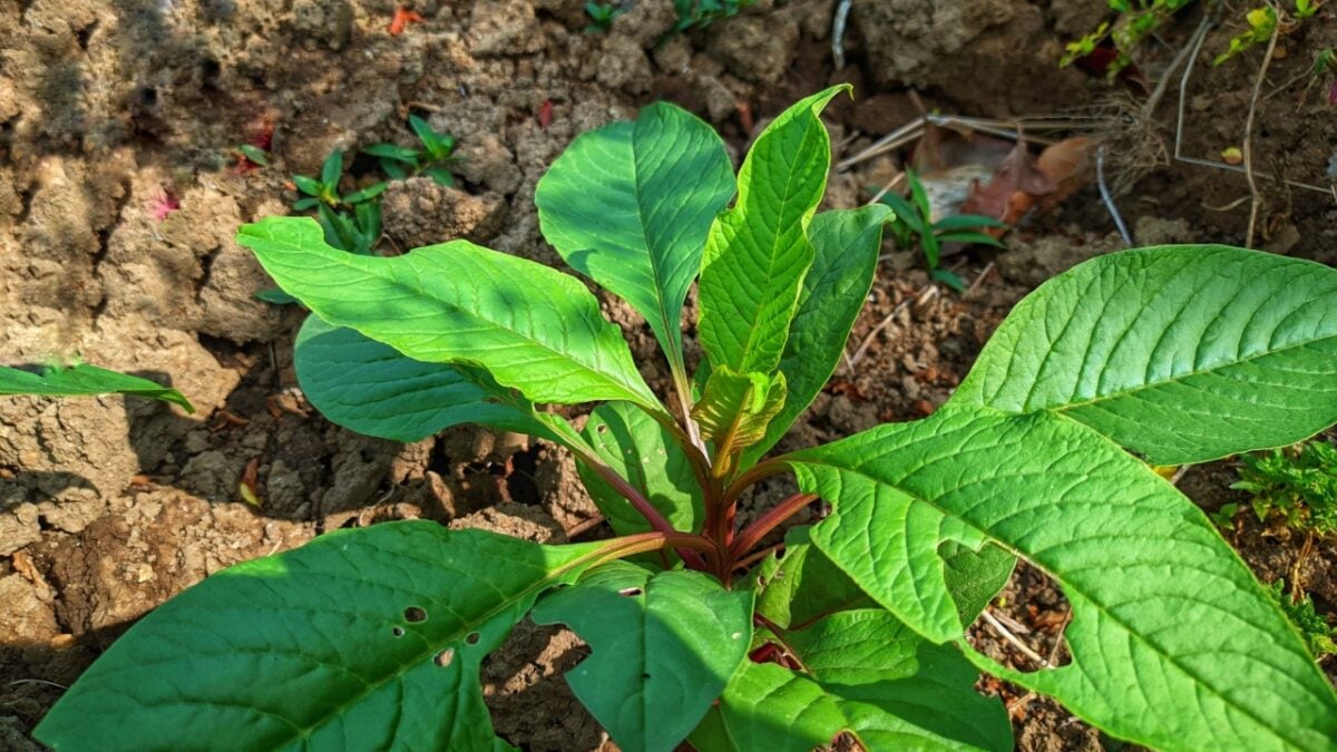 Pokeberry Rash How To Rid The Yard Of Pesky Pokeweed Efficiently