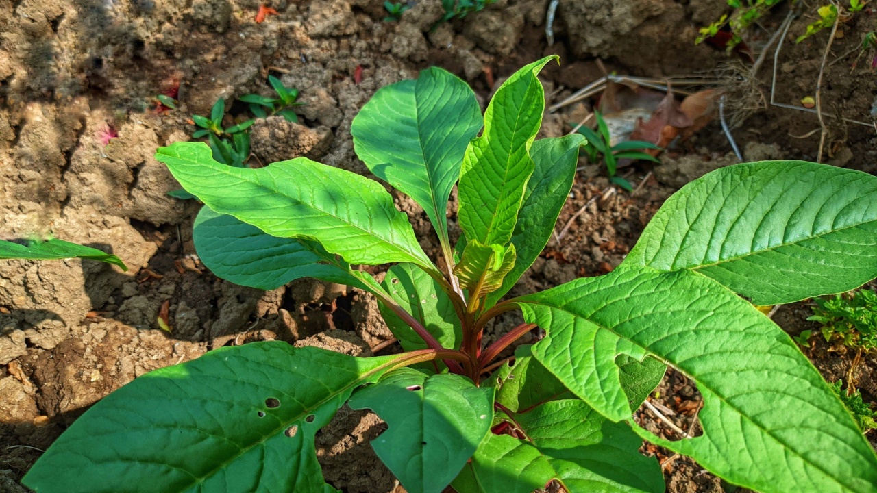 American pokeweed leaves - Latin name - Phytolacca americana. This plant grows well in dry soil, at the beginning of the rainy season