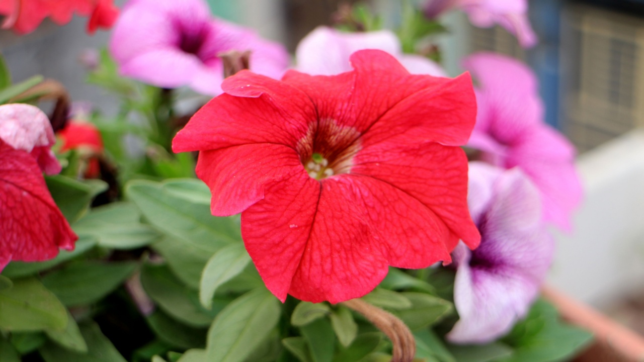 Red petunia flower blooming in winter.