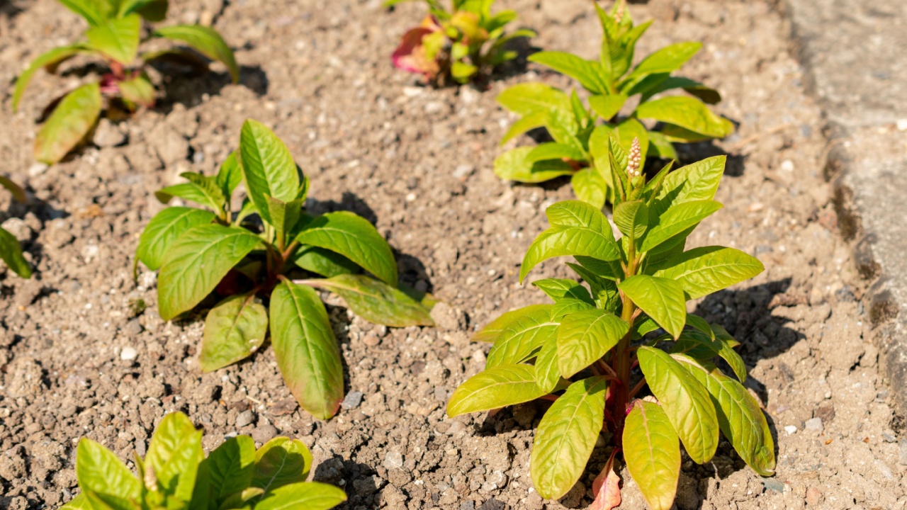 Saint Gallen, Switzerland, May 13, 2025 Phytolacca Americana or pokeweed plant at the botanical garden