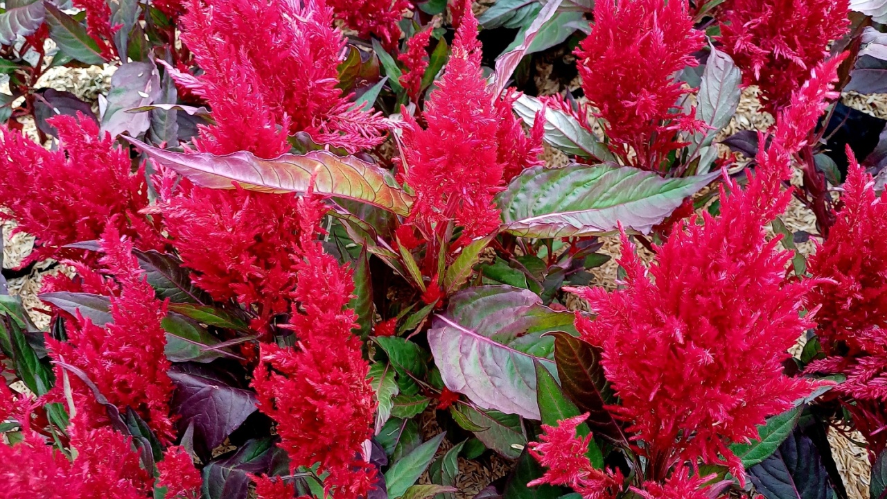 Red Cockscomb flowers bloom in the garden