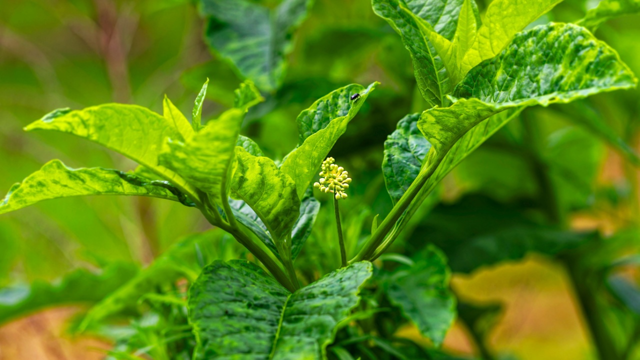 American pokeweed is also known by various other common names, including poke sallet, pokeberry, inkberry, and dragonberries. American pokeweed is native to the eastern US.
