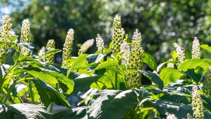How to Get Rid of Pokeweed Simply and Effectively