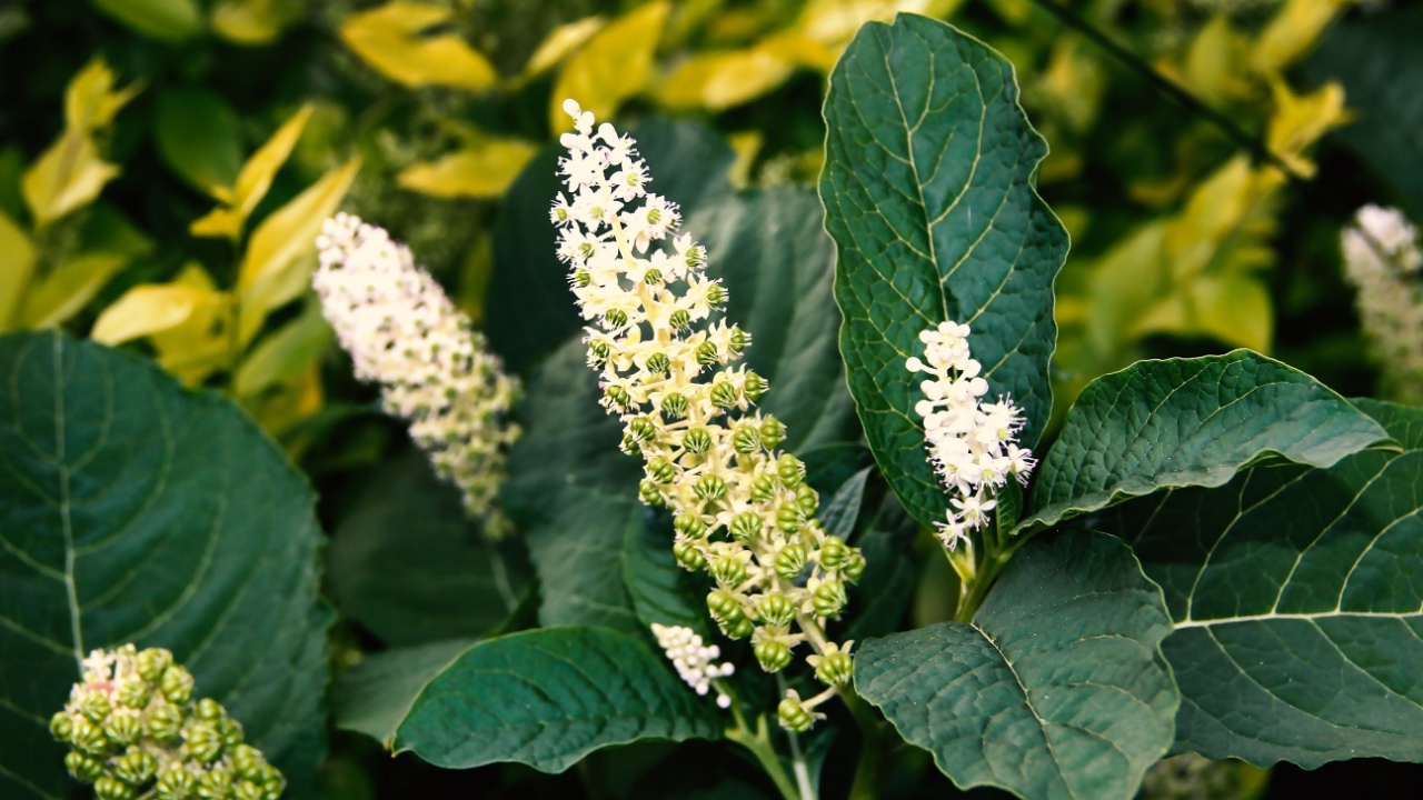  Elegant spires of white pokeweed flowers and developing green berries rise amidst deep green leaves