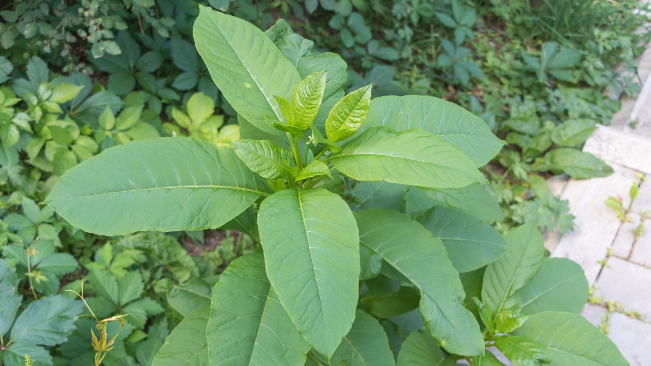 Vibrant Green Leaves of a Young American Pokeweed Plant in Garden.