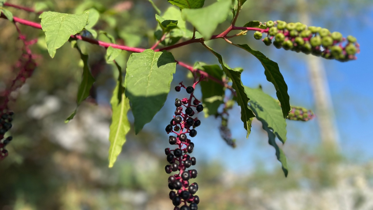 Pokeweed (Phytolacca americana) &mdash; vibrant berries bringing a touch of wild beauty