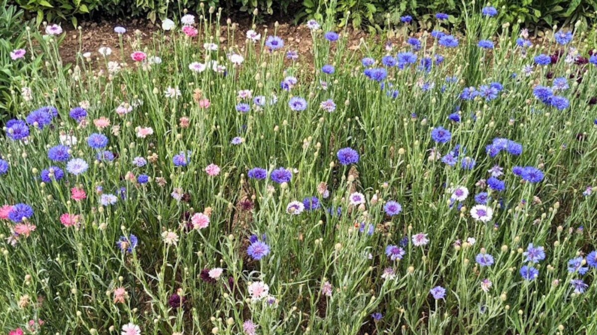 bachelor button flowers.