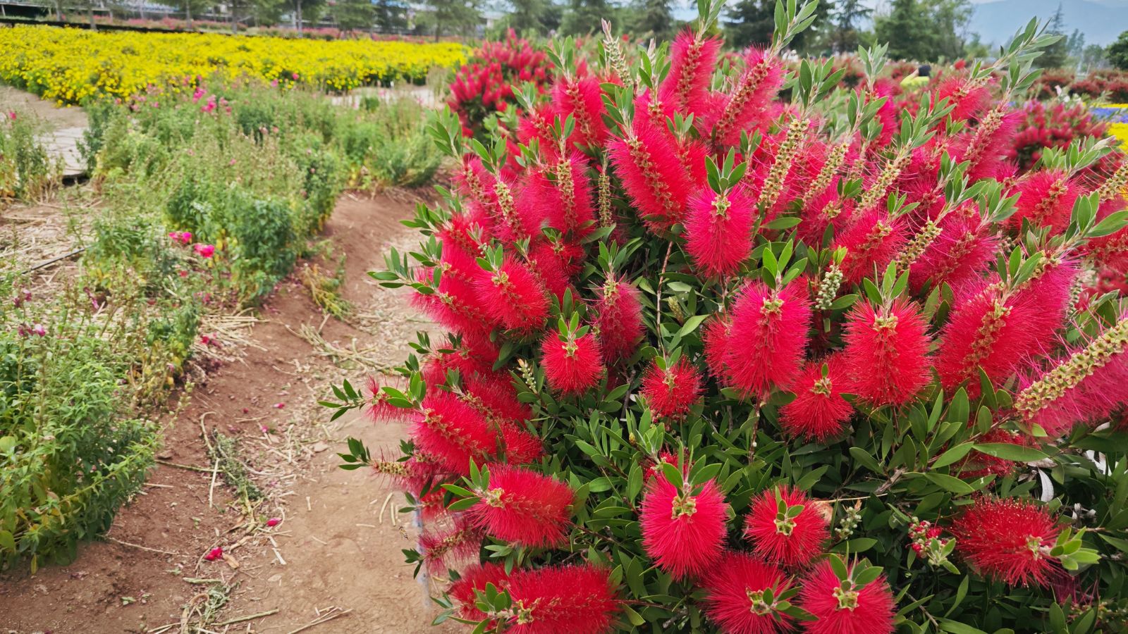 red bottlebrush bush.