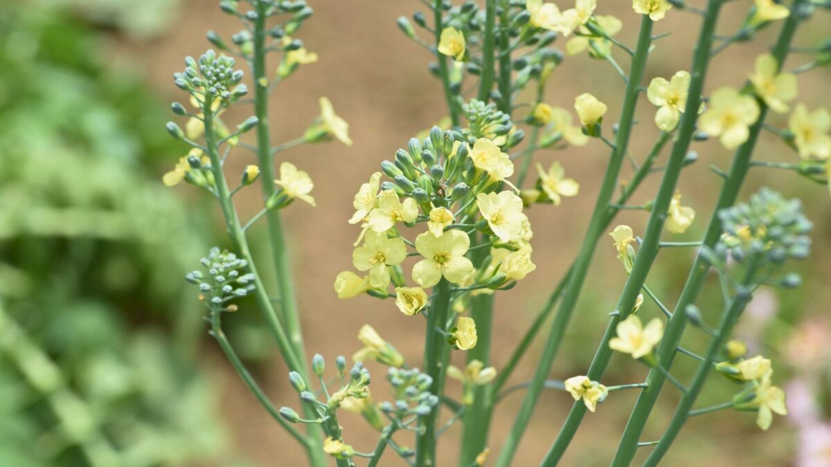 broccoli flowers